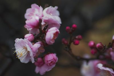 Close-up of pink flowers