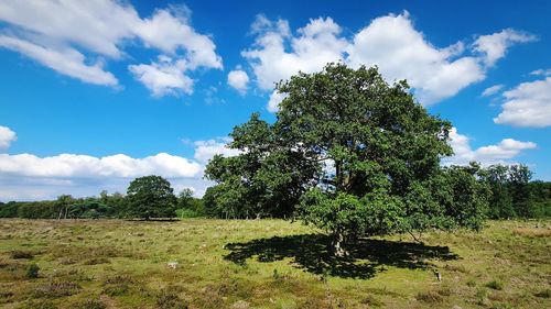 Trees on field against sky