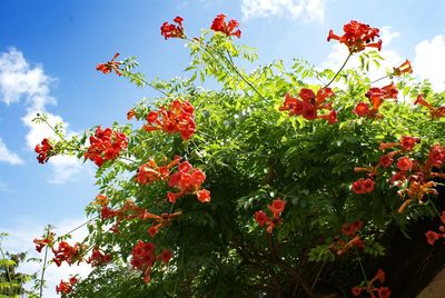 Low angle view of flowers against sky