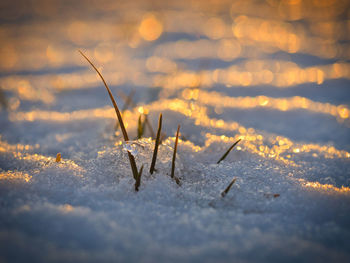 Grass in the snow