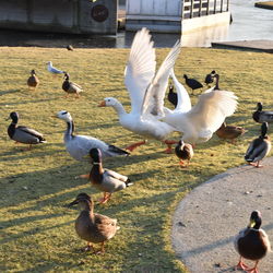 Swans and ducks in water