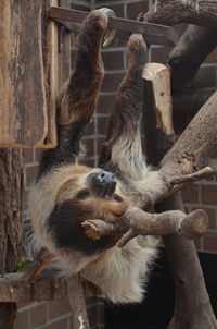 Close-up of sloth hanging on tree at zoo