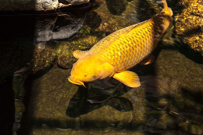 High angle view of golden koi carp swimming in pond