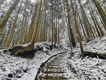 Trees in forest during winter