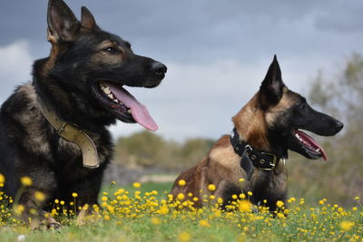 A german shepherd and melinoa look out over the horizon in a field of flowers