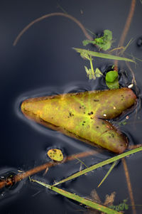 High angle view of fruit on plant