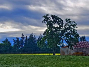 Trees on field against sky