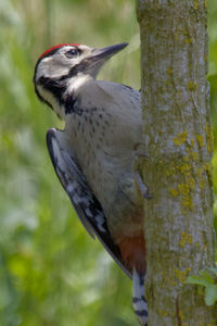 Close-up of bird