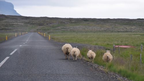 View of sheep on road