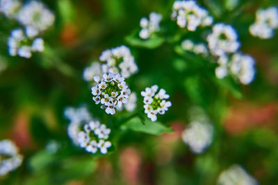 Close-up of white flowering plant