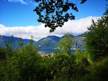 Trees and plants growing on landscape against sky