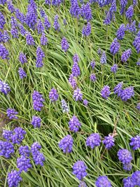 Close-up of lavender growing in field