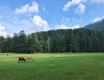 Horses in a field