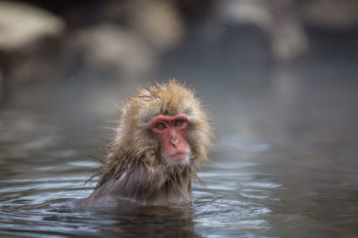 Close-up portrait of monkey in hot spring