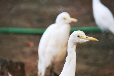 Close-up of water birds 