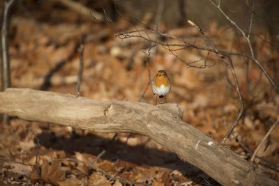 Bird perching on a tree