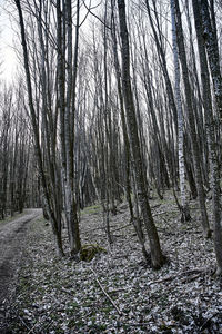 View of bare tree in forest