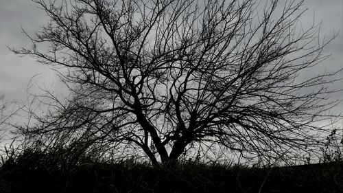 Low angle view of bare trees against sky