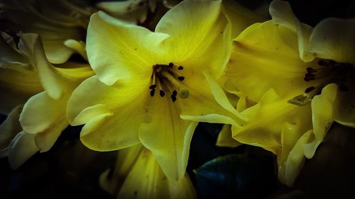 Close-up of yellow flowers