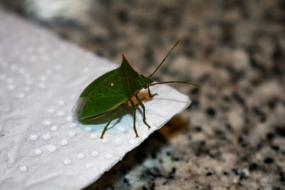 Close-up of insect on leaf