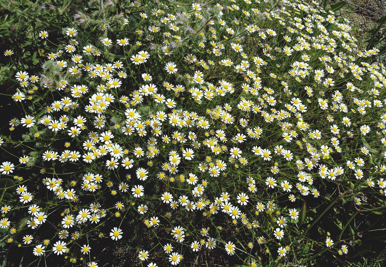 CLOSE-UP OF YELLOW FLOWERING PLANT