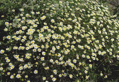 Close-up of yellow flowering plants