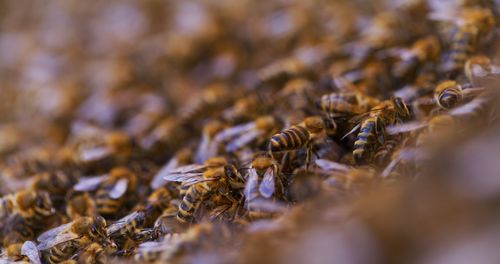 Close-up of bee