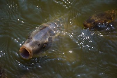 Close-up of fish swimming in lake