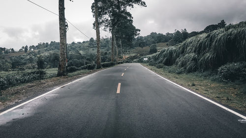 Empty road along trees and plants