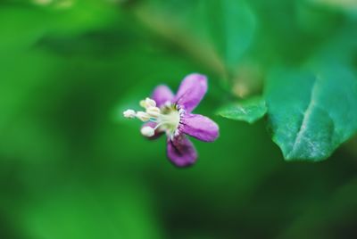 Close-up of purple flowering plant