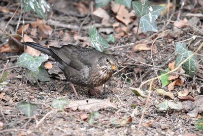 High angle view of bird on field