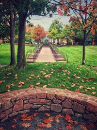 Trees in park