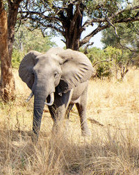 Elephant in a forest