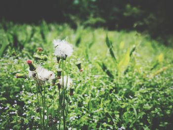 Close-up of white flowering plant on field