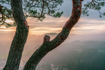 Tree against sky during sunset