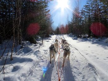 Rear view of sledge dogs walking on snow covered field during sunny day