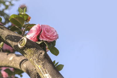 Pink camelia on blue sky in asukayama park in the kita district of tokyo, japan.