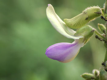 Close-up of flower blooming outdoors