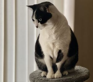 Close-up of a cat looking away at home