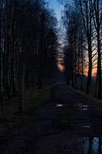 View of bare trees in forest