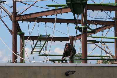 Low angle view of monkey sitting on metal against sky