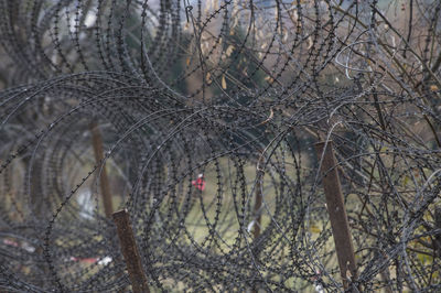 Close-up of wet bare tree during winter