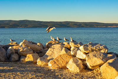 View of birds on rock by sea against sky