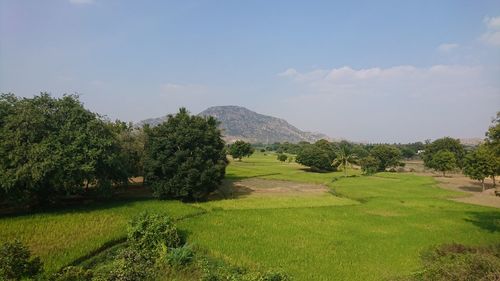 Scenic view of field against sky