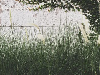 Close-up of grass by lake