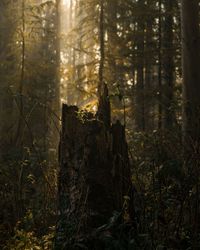 Tree trunk on field in forest