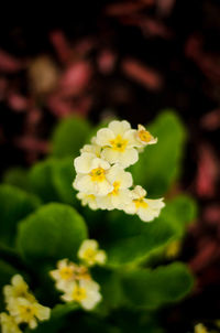 Close-up of yellow flowering plant