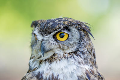 Close-up portrait of a bird