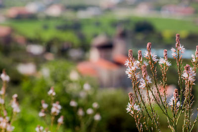 Close-up of flowering plants on field