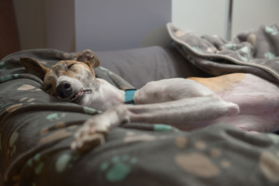 In a deep sleep, a large female pet greyhound stretches out in her dog bed with an unusual face.